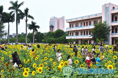 一花引来万花香  邂逅钦州最美的向日葵花海