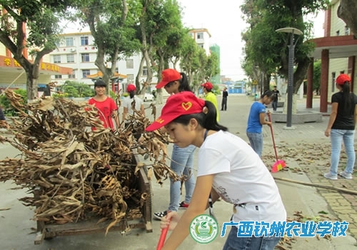 枯枝腐叶毁形象  师生动手把它除