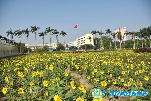 农校，又到葵花灿烂时