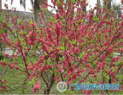 学校桃花园桃花盛开