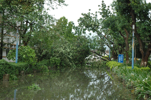 我校遭受第9号台风“威马逊”重创，受损严重