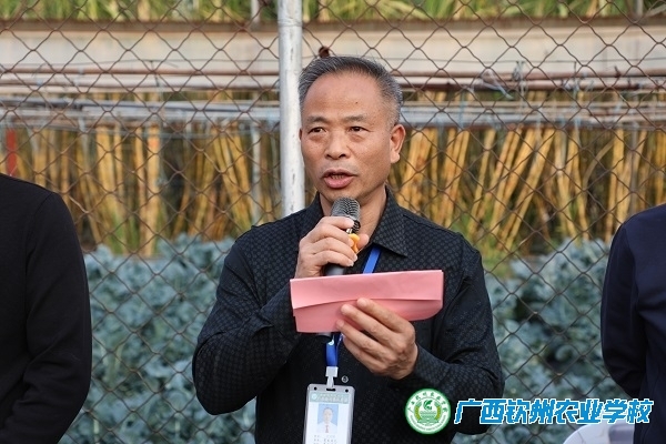 甜蜜收获季，荣耀共分享——我校甘蔗收获主题活动圆满举行