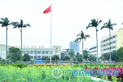 菜花烂漫迷人眼，蜂飞蝶舞春意浓————钦州农校校园漫笔