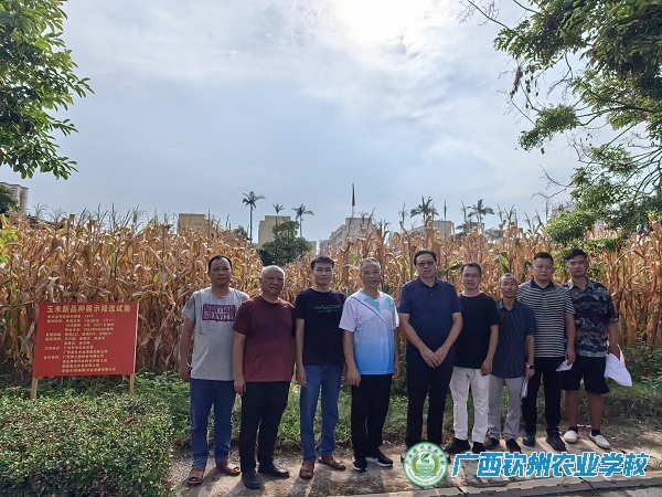 我校开展玉米新品种展示筛选试验专家评选工作