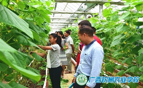 感受现代农业，对接扶贫培训——广西钦州农业学校职业教育体验篇之一