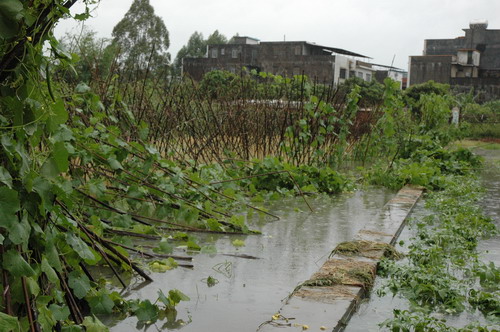 我校众志成城，全力抵御台风“黑格比”