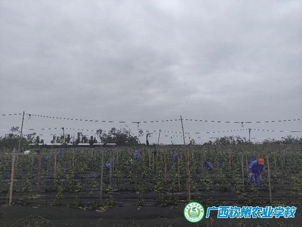 我校植保学子赴琼参加岗位实习
