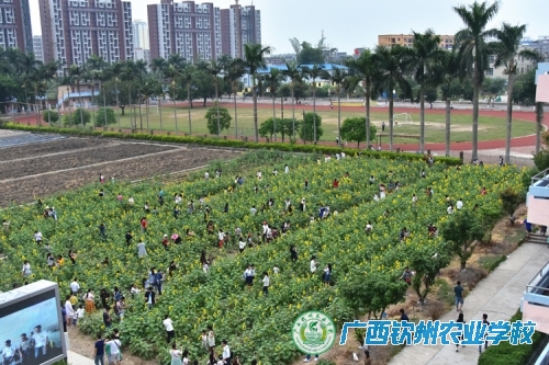 我校朵朵葵花向阳开 笑迎八方宾客赏花来