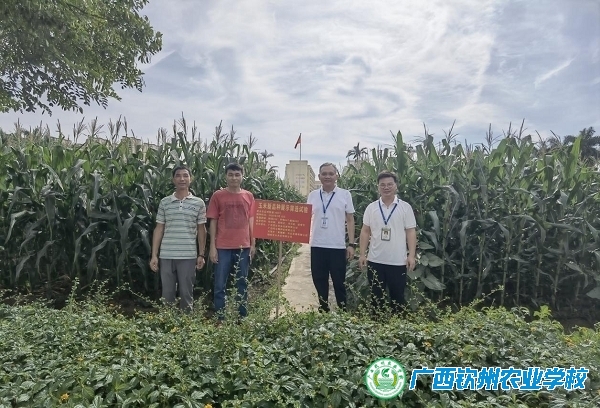 春种一粒粟，夏收万粒种——广西钦州农业学校开展良种繁育工作