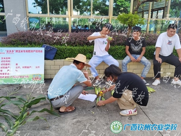 金秋收获多，产学研究忙       ——现代农业学部进行玉米实验田测产实训