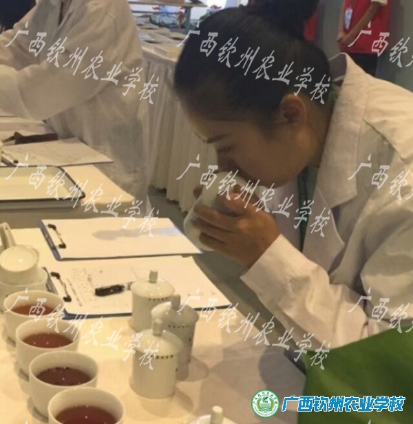 我校杨灵灵老师荣获2021年广西评茶员职业技能竞赛教师组金奖