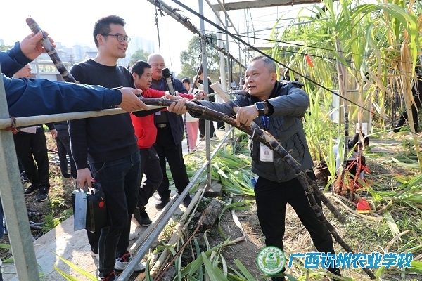 体验农耕艰辛 共享丰收喜悦 ——我校工会组织开展教职工农场砍甘蔗劳动体验活动