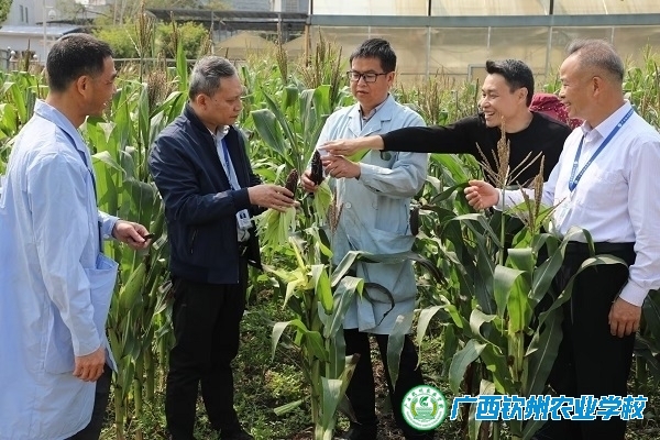 校所联动促发展 共谱育种新篇章——河池市农业科学研究所到我校考察洽谈玉米品种合作