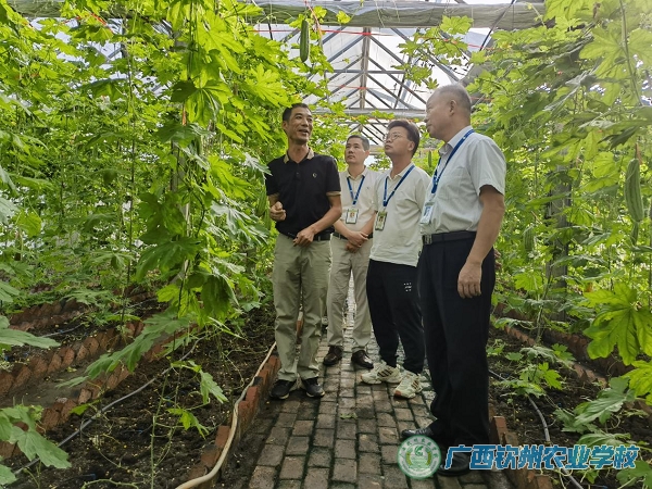 喜看“新雷”节节瓜 ——我校领导现场指导“新雷一号”苦瓜提纯复壮培育情况