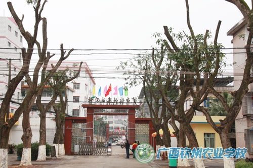 修剪老树  确保校园安全