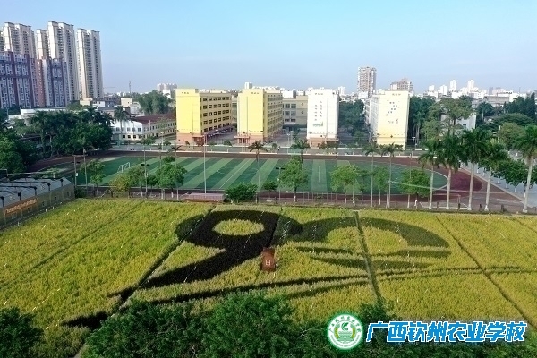 钦近农耕悟艰辛，水稻丰收乐满城 ——记2023年秋季我校开展水稻收割活动