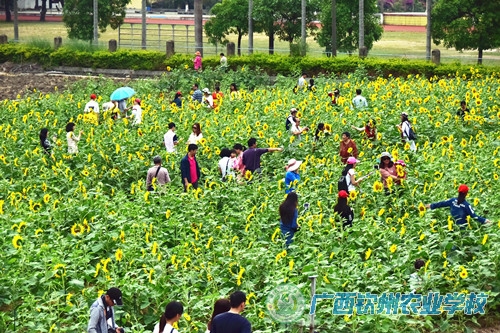 校园科普，不只是精彩——2017年全国科技活动周钦州市校园科普活动巡笔