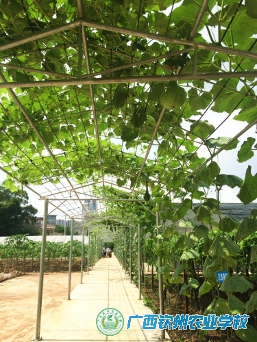 奇异瓜果目不暇接—我校“全国科普示范基地”又添新景