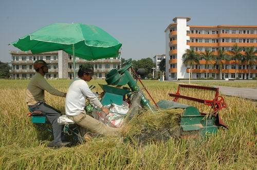 我校实习农场一片丰收的景象